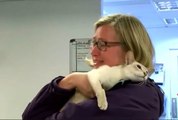 Envoyée par erreur par la Poste, une chatte siamoise survit pendant 8 jours