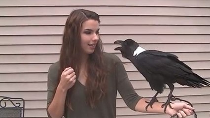Elle a appris à son corbeau à parler comme un humain... Et le résultat est incroyable
