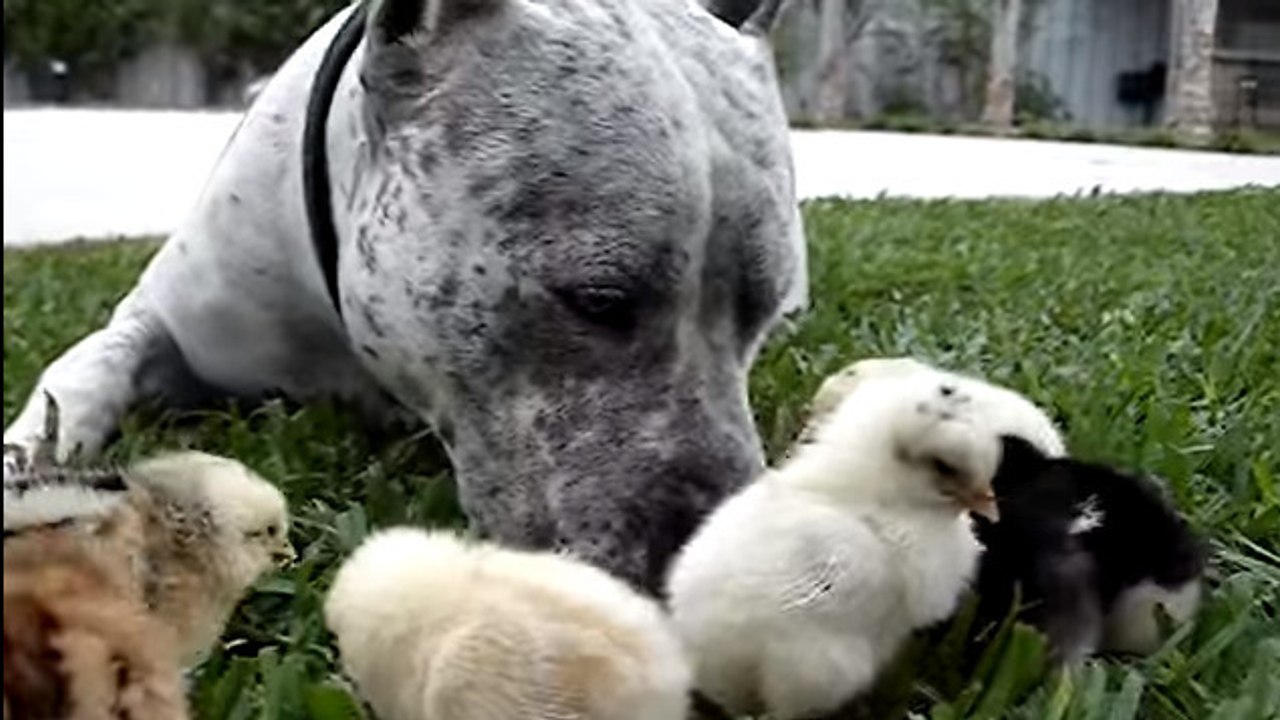Un pitbull prend soin de petits canetons qui ne...