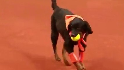 Les ramasseurs de balle de l'Open du Brésil sont... des chiens