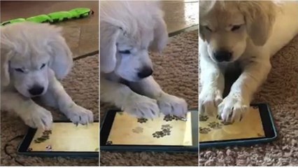 Cet adorable chiot joue sur une tablette tactile !