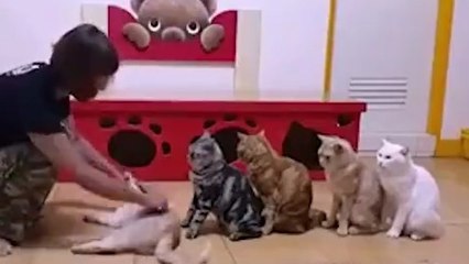 Ces chats très bien élevés font la queue pour avoir un câlin