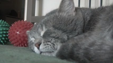 Ce chat a une drôle de réaction quand son maître tousse