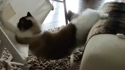 Ce chat a bien du mal à monter sur ce hamac