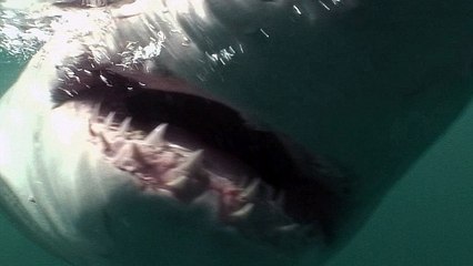 Voilà ce que ça fait de se faire poursuivre par un grand requin blanc