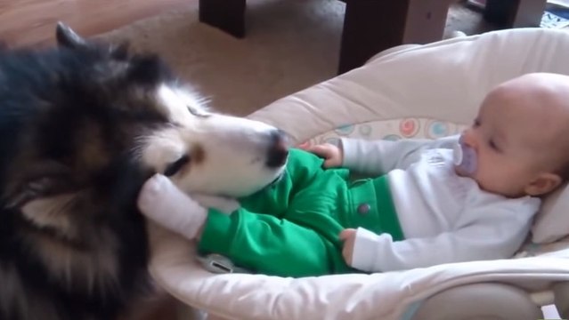 Un Malamute de l'Alaska surveille de près un bébé