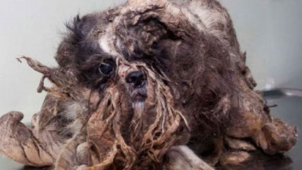 Ce chien ressemblait à un tas d'ordures... Sa transformation est incroyable !