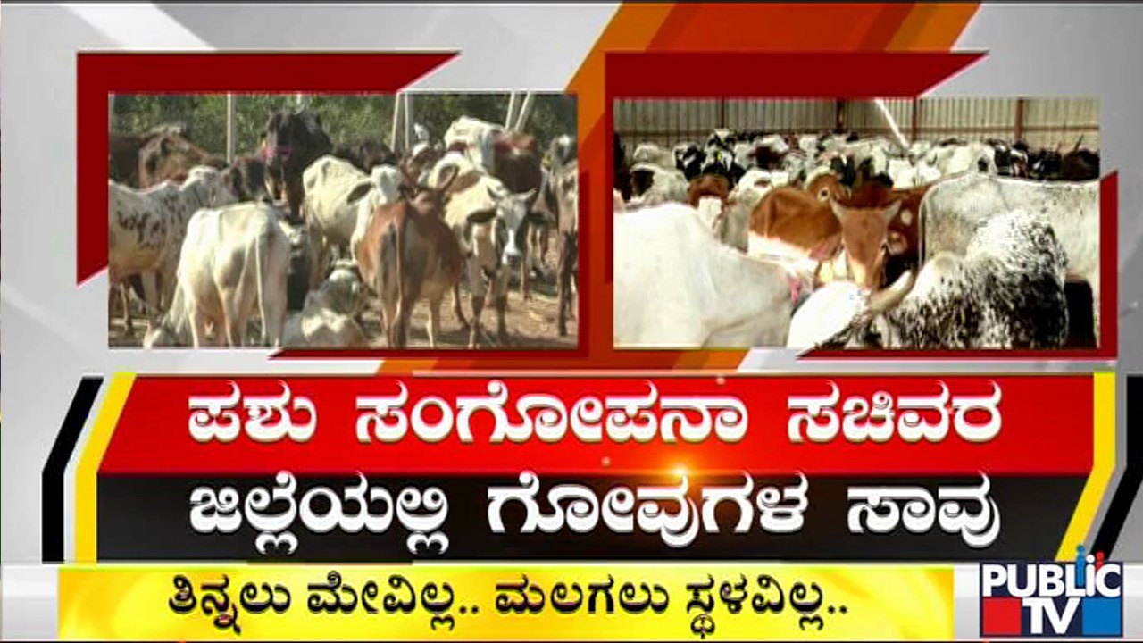 Bidar: Cattle Suffer In Hunger & Without Shelter | Public TV