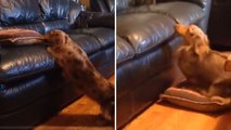 Un chien très intelligent utilise une drôle de technique pour monter sur le canapé