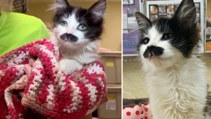 Sally Ann : abandonné dans une boîte, le chaton moustachu peut avoir une seconde chance dans la vie