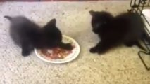 Ces chatons gourmands refusent de partager leur repas... Et c'est trop mignon !