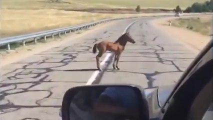 Il sauve un poulain sur la route et le ramène sain et sauf à sa mère