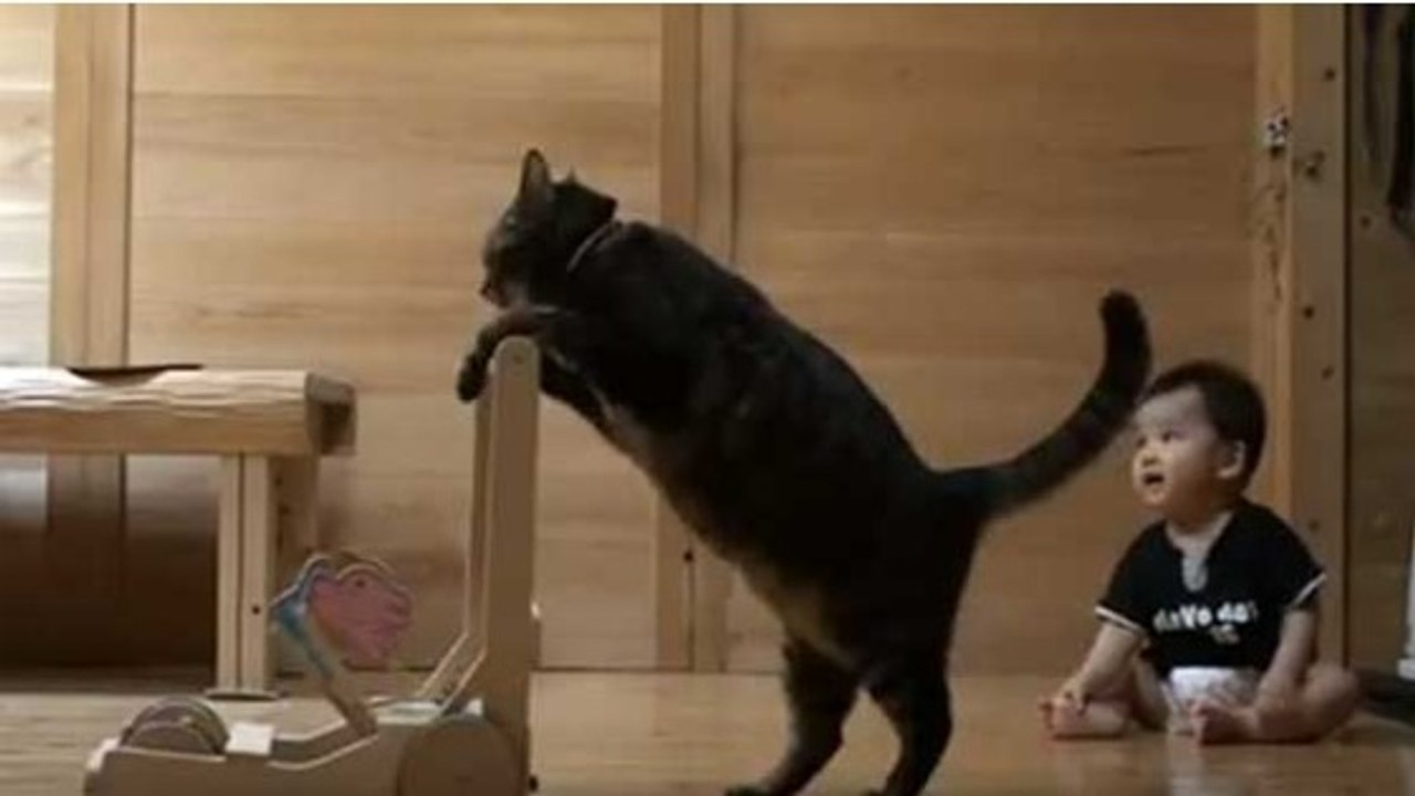 Ce chat apprend à ce bébé à...marcher !