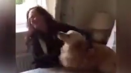 Ce chien retrouve sa maîtresse après des semaines de séparation !