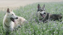 Ces chiens sont condamnés à mort par les autorités françaises pour une triste raison...