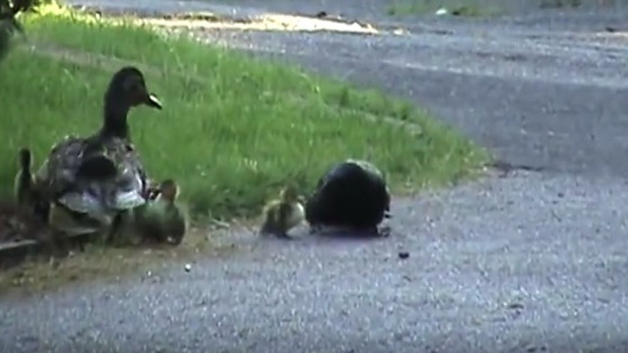 Cette cane défend ses bébés coûte que coûte