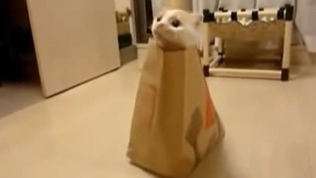 Ce chat adore se cacher dans les sacs du fast-food