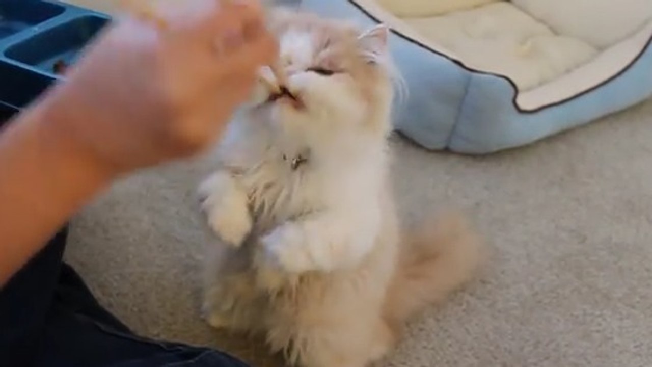 Cet adorable chat japonais mange...avec des baguettes