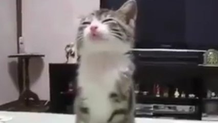 Ce chaton s'endort debout, mais ne veut pas aller au lit !