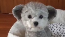 Cet adorable chien ressemble à un ourson en peluche !