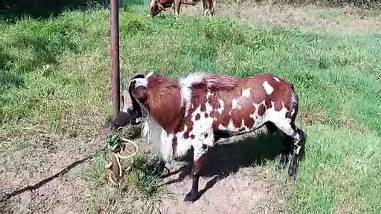 King of fight