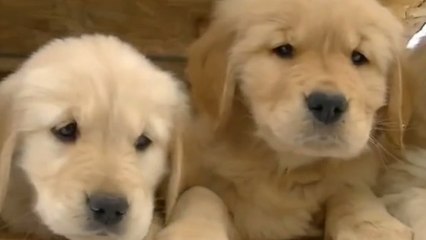 Ces bébés labradors découvrent la neige pour la première fois !