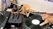 Ces petits chats sont de véritables DJ en herbe !