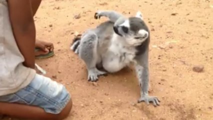 Ce lémurien qui réclame des caresses aux enfants a fait le tour du web !