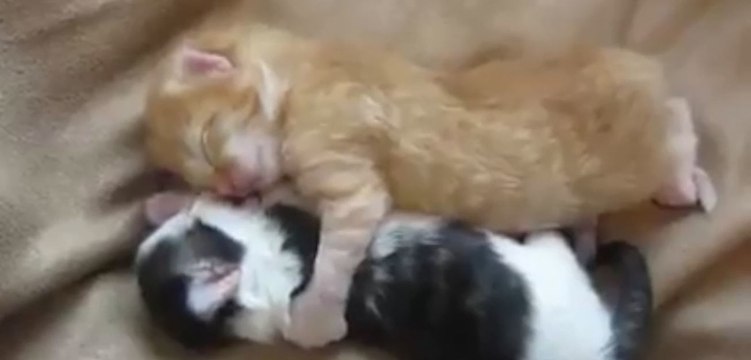Deux chatons se font des câlins... Trop mignon !
