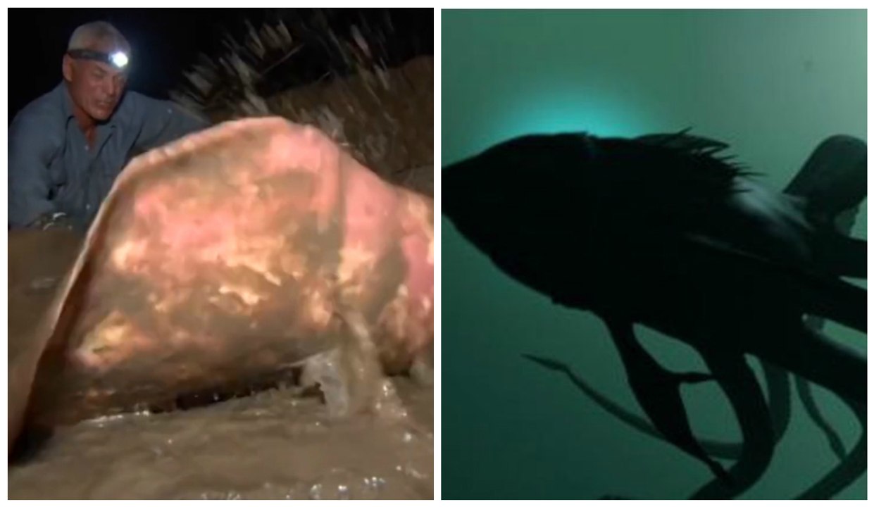 "River Monster": L'animateur-pêcheur part à la poursuite de Lusca, le monstre mi-pieuvre mi-requin des Bahamas