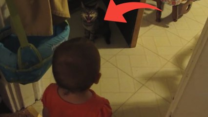 Un chat et un bébé ont une très grande discussion