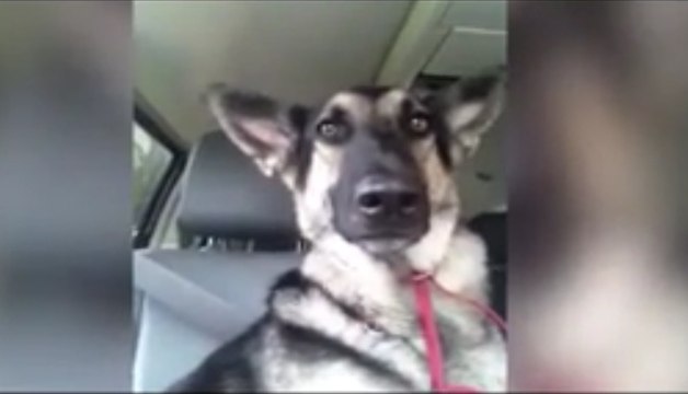 Lorsque son maître l'emmène en voiture, ce chien a une réaction hilarante !