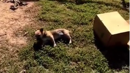 Un cycliste croise la route d'un chiot abandonné... La suite est magnifique !