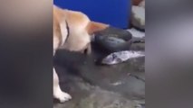 Ce chien tente désespérément de réanimer ce poisson...