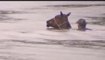 Inondations : il risque sa vie pour sauver des chevaux de la noyade !