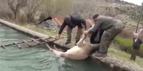 Ce magnifique sauvetage d'un daim va vous redonner foi en l'être humain !