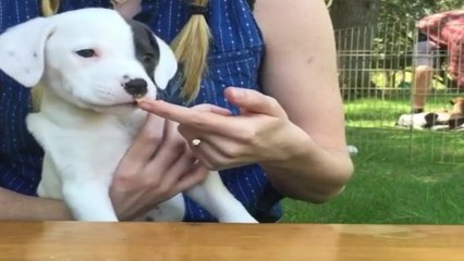 Ces chiots goûtent pour la première fois au beurre de cacahuète...