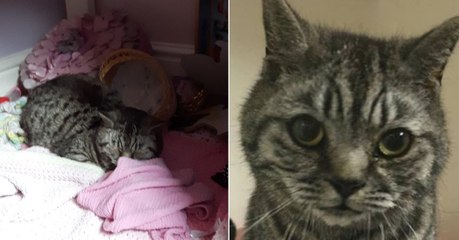 Une chatte passe 11 jours enfermée dans le coffre d'une voiture