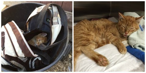 Enfermé dans un sac à dos et jeté dans une poubelle, ce chat a été sauvé juste à temps...