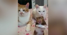 Deux chats et un petit rat mangent à la petite cuillère...