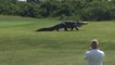 Quand un alligator géant s'aventure sur un terrain de golf