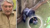 Harambe (zoo de Cincinnati) : les terribles confessions de l'homme qui a élevé le gorille avec l'enfant tombé dans son enclos