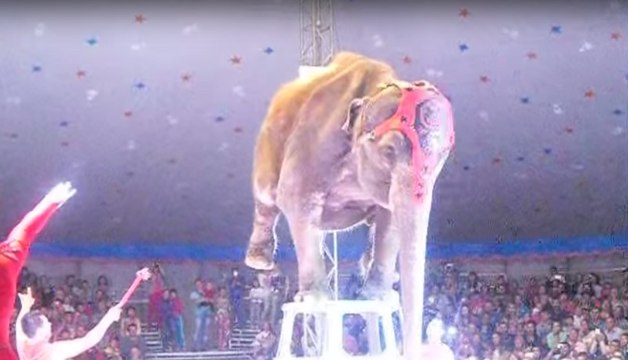 Un éléphant s'écroule au cours d'un accident de cirque