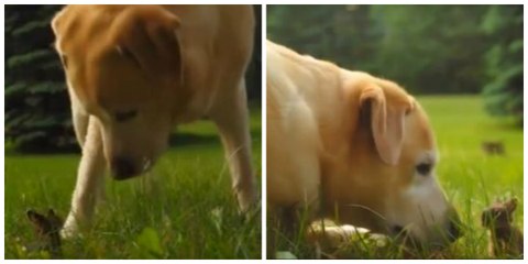 Ce labrador rencontre un petit lapin sauvage pour la première fois...