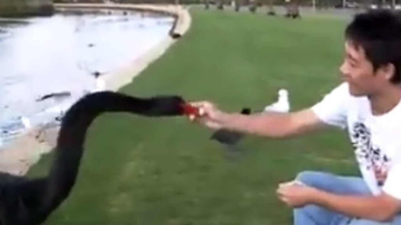 Il nourrit des canards au lac, quand tout à coup, un cygne noir arrive...