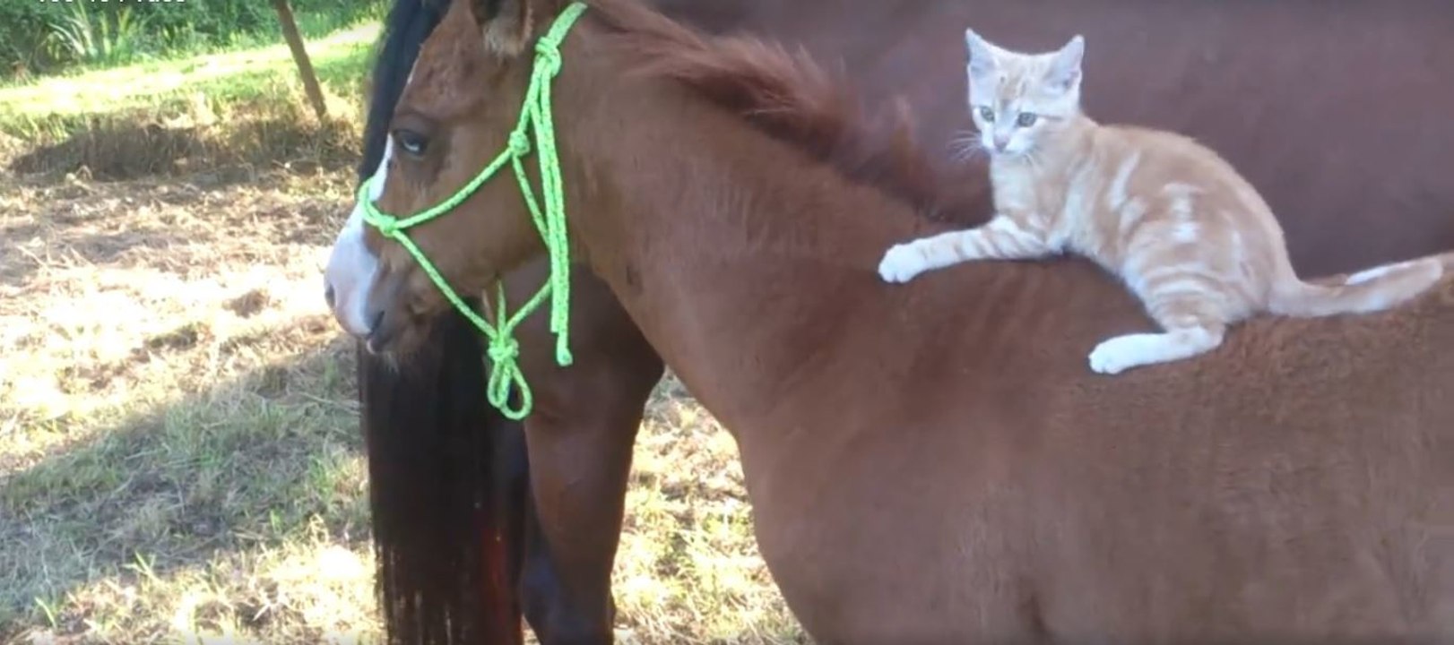 Un chaton tout mignon apprend à faire du cheval
