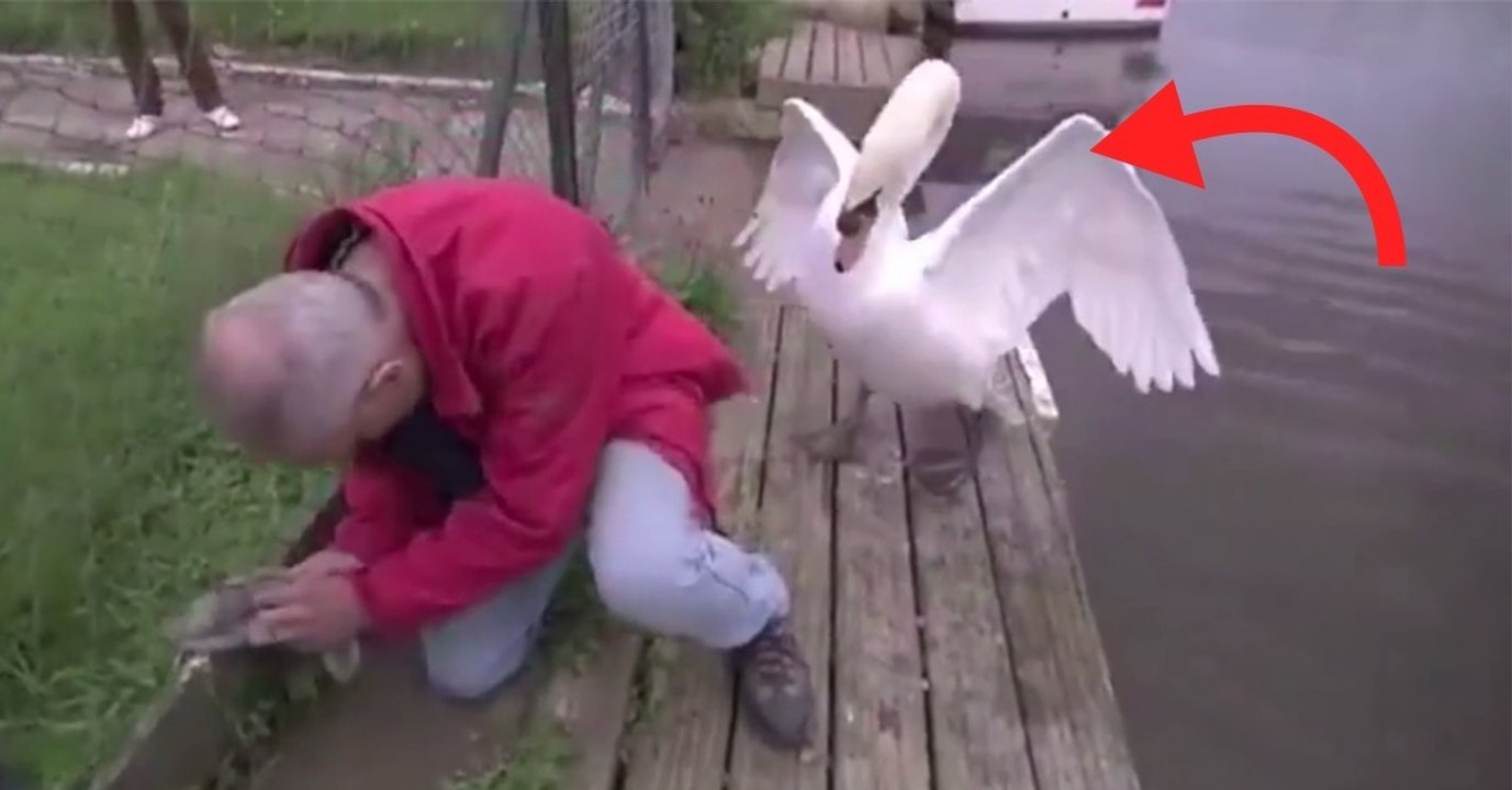 N'écoutant que son courage, il sauve un bébé cygne coincé dans le grillage sous les yeux de sa mère