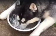 Ce husky plonge la tête dans sa gamelle ! Quand vous allez voir pourquoi, vous allez rire...