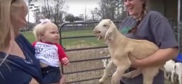 La rencontre hilarante entre un bébé... Et un chevreau !