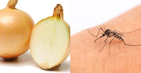 Voici 4 utilisations méconnues de l'oignon